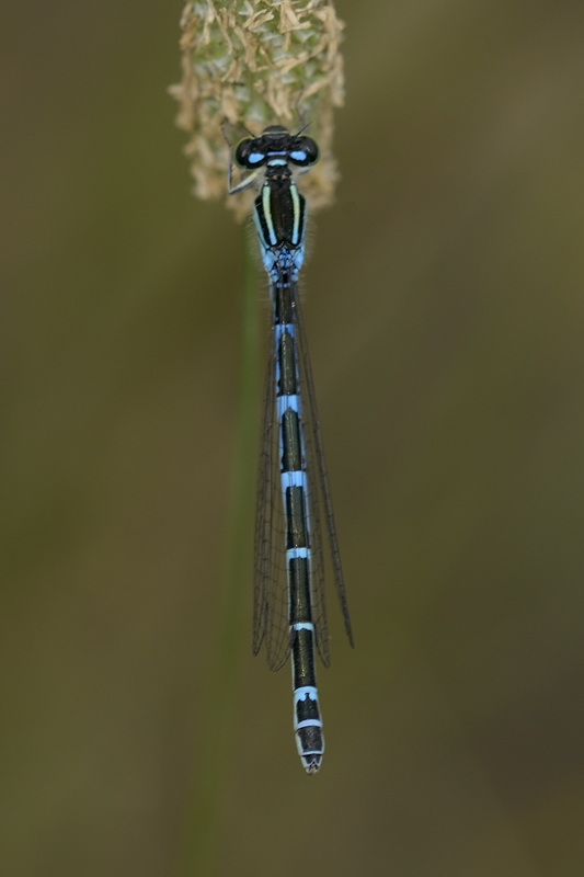Altre Coenagrion da controllare...